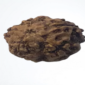 5 Mukhi Rudraksha