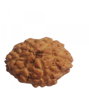 5 Mukhi Rudraksha