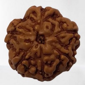 6 Mukhi Rudraksha