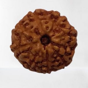 9 Mukhi Rudraksha