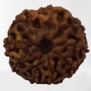 9 Mukhi Rudraksha