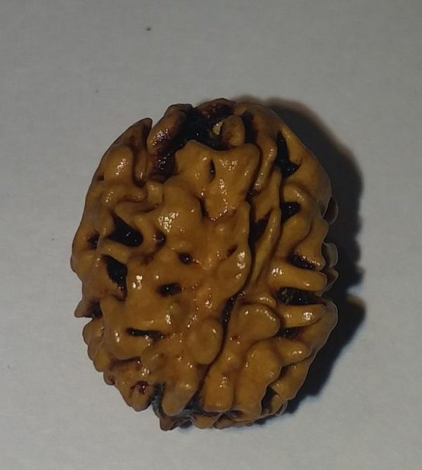 2 Mukhi Nepali Rudrakasha