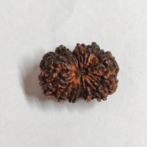 13 Mukhi Rudraksha