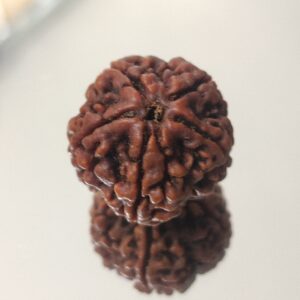 5 Mukhi Nepali Rudraksha