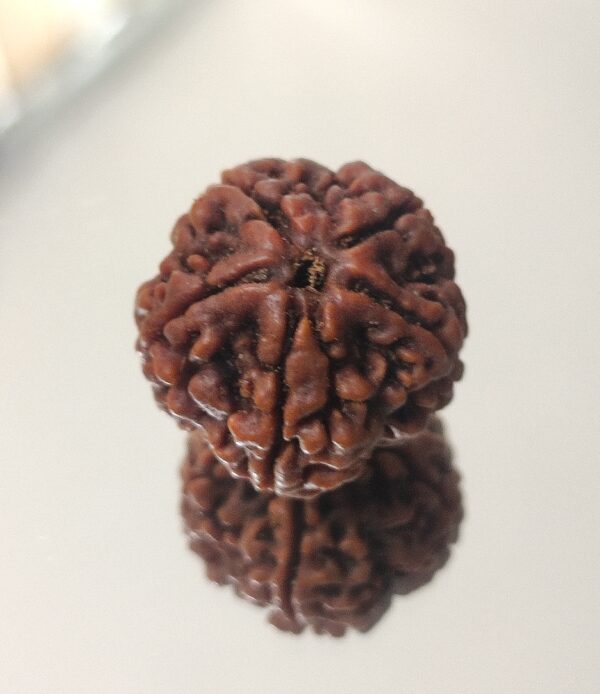 5 Mukhi Nepali Rudraksha