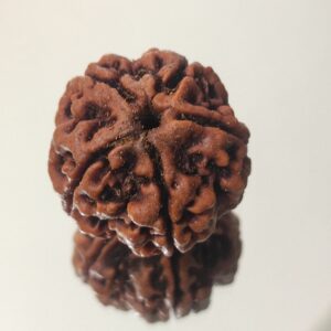 5 Mukhi Nepali Rudraksha