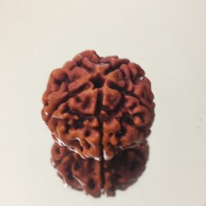 5 Mukhi Nepali Rudraksha