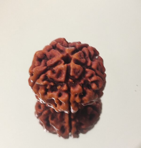 5 Mukhi Nepali Rudraksha