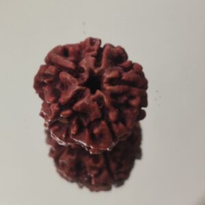 5 Mukhi Nepali Rudraksha