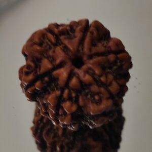 5 Mukhi Nepali Rudraksha