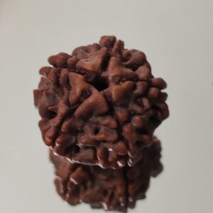 5 Mukhi Nepali Rudraksha