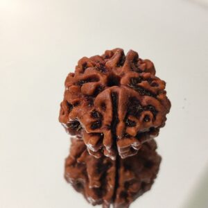 5 Mukhi Nepali Rudraksha