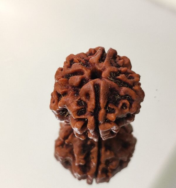 5 Mukhi Nepali Rudraksha