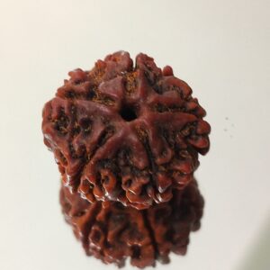 5 Mukhi Nepali Rudraksha