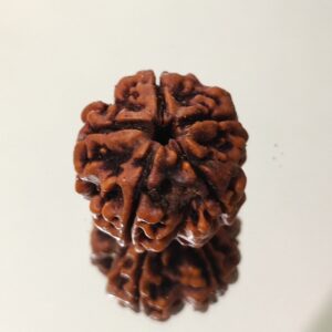 5 Mukhi Nepali Rudraksha