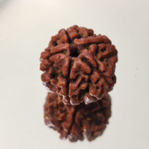 5 Mukhi Nepali Rudraksha