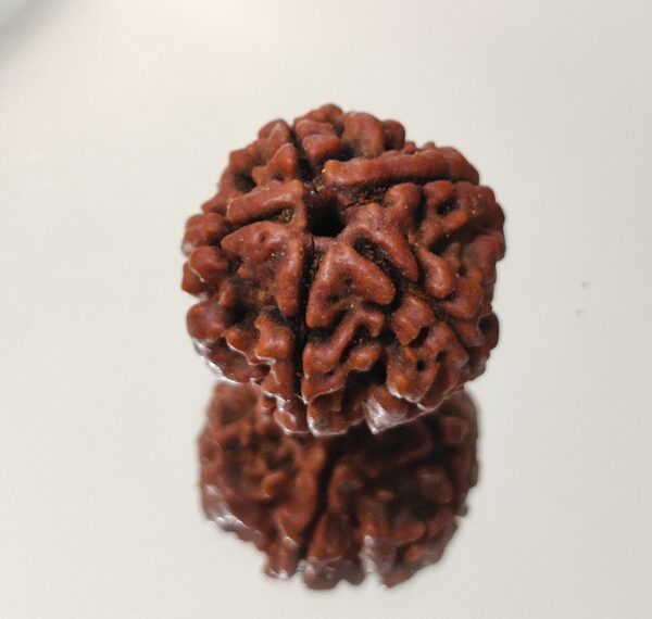 5 Mukhi Nepali Rudraksha