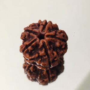 5 Mukhi Nepali Rudraksha