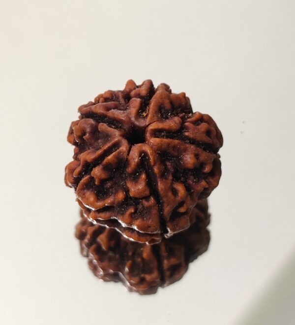 5 Mukhi Nepali Rudraksha