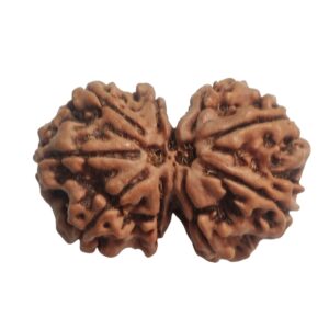 Gaurishankar Rudraksha