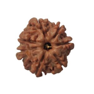 7 Mukhi Rudraksha