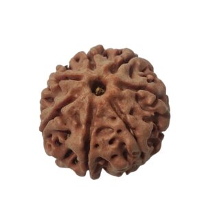 7 Mukhi Rudraksha