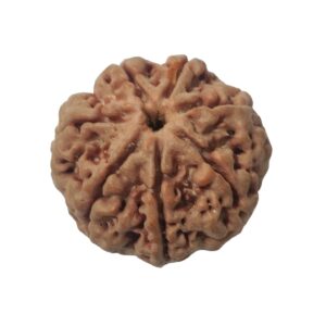 7 Mukhi Rudraksha