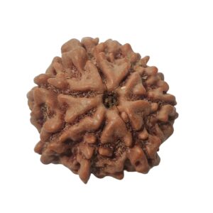 7 Mukhi Rudraksha