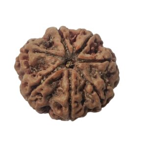 7 Mukhi Rudraksha