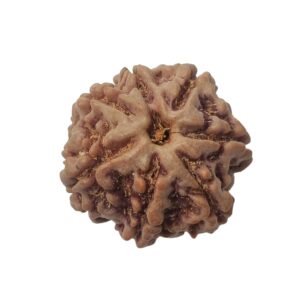 7 Mukhi Rudraksha