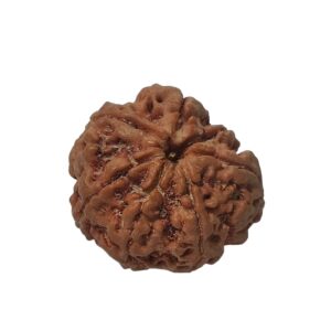 7 Mukhi Rudraksha