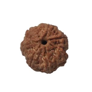 7 Mukhi Rudraksha