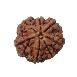 7 Mukhi Rudraksha