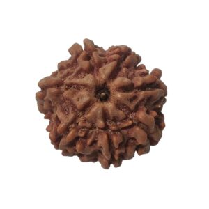 7 Mukhi Rudraksha