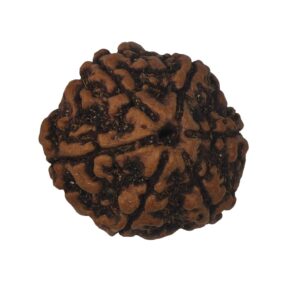 6 Mukhi Nepali Rudraksha