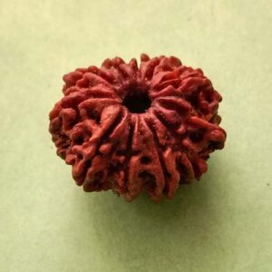 11 Mukhi Nepali Rudraksha